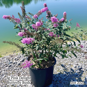 September 2025 3g Pink Delight Butterfly Bush Single Website